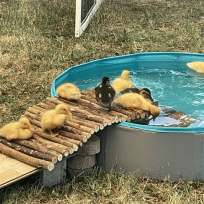 Enten-News - Tierischer Besuch bei MÖHRLE energy